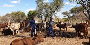 Claim that video shows cattle rustlers caught in Figtree is false since video has previously been used for a South African incident 