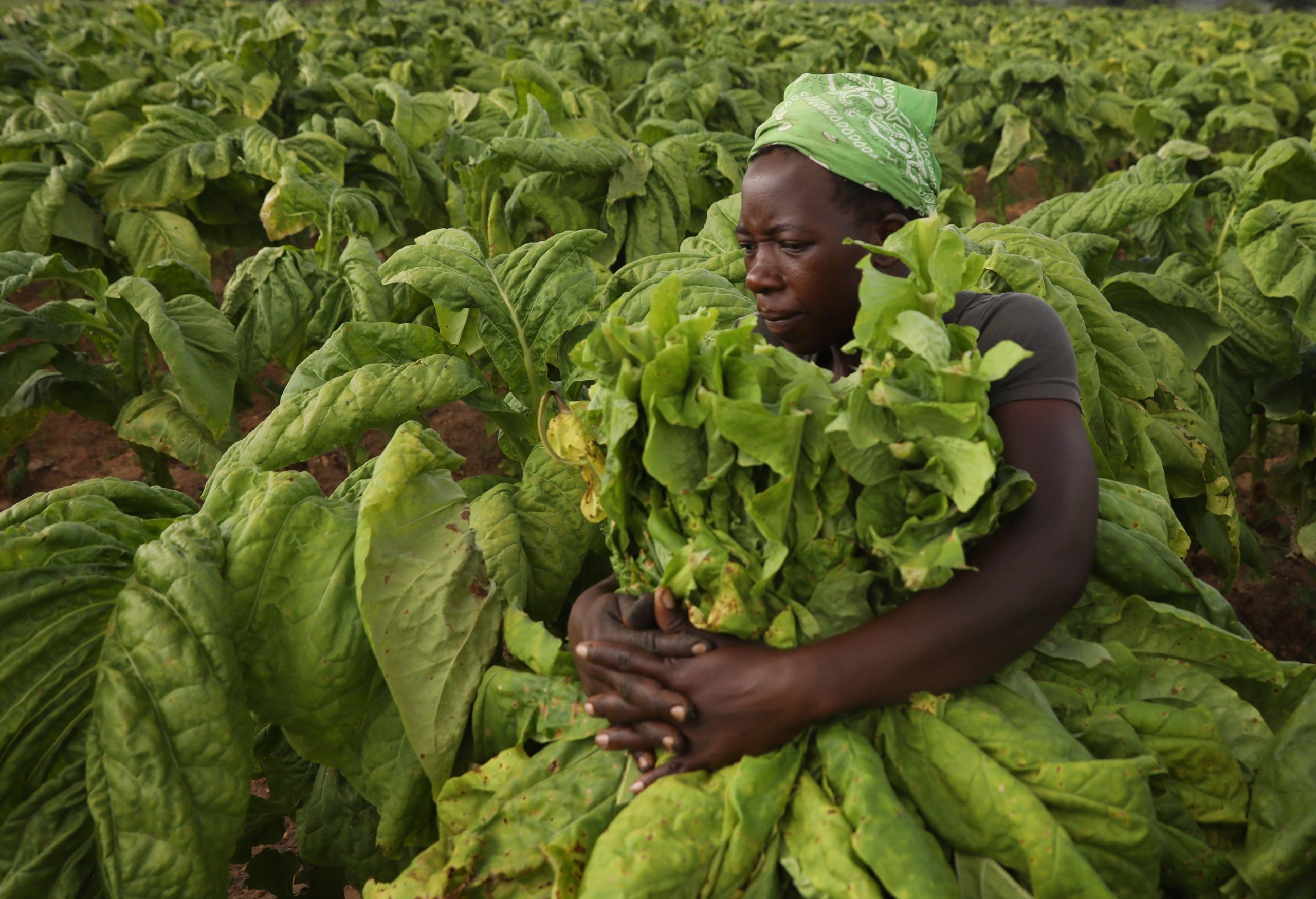 Farm to Table: Zimbabwe’s Agricultural Growth Post-Land Reform